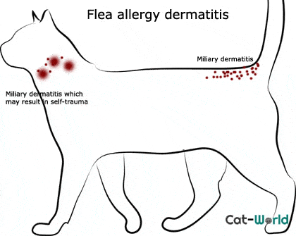 flea allergy dermatitis1