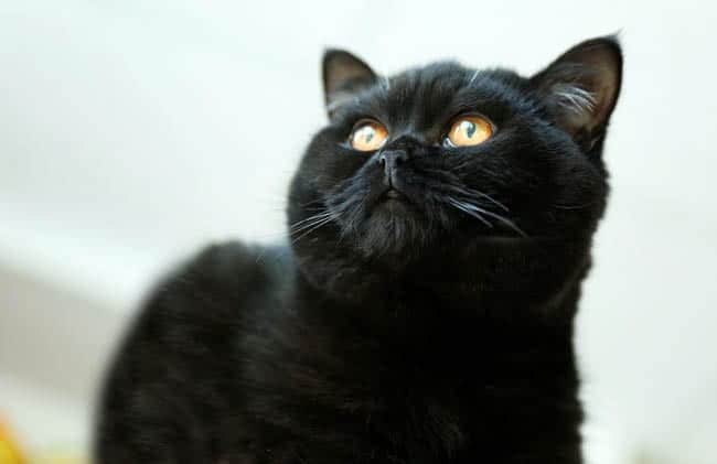 Black Cat Breeds: 17 Black Breeds of Cat - Cat-World