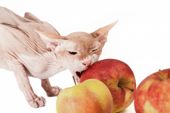 Can cats eat apples?